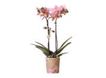 Orchidee Kolibri | Orchidea Phalaenopsis Rosa Scuro - Jewel Treviso - Dimensione Vaso Ø9Cm | Pianta Da Appartamento Fiorita - Fresca Di Coltivazione