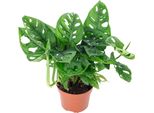 Foglia Di Finestra - Pianta D'appartamento Di Facile Manutenzione, Monstera 'Monkey' - Altezza Circa 25 Cm, Vaso Ø 12 Cm