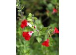 Pesca - Salvia - Salvia Greggii Hot - Labbra -