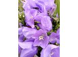 5 Piante Perenni Campanula Persicifolia Azzurra