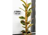 Novatool 2X Bastoni Per Piante In Cocco 110 Cm I Ø 45 Mm I Allungabile I Fibra Di Cocco Naturale I Supporto Per Arrampicata Monstera Deliciosa Muschio Bastoni In Cocco
