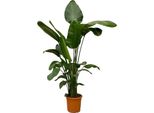 Trendyplants - Strelitzia Nicolai - Fiore Dell'uccello Del Paradiso - Pianta D'appartamento - Altezza 240-260 Cm - Dimensione Vaso Ø50Cm