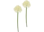 Kunstblume I.Ge.A. "Allium Zierlauch", Beige (Creme), B:13Cm H:80Cm L:13Cm, Kunststoff, Kunstpflanzen, Stielblume KüNstliche Blumen, 2Er Set