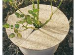 Disco Pacciamante In Cocco D:45Cm, Naturale (1 Pezzo)
