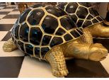 Casa Padrino Figura Decorativa Xxl Tartaruga Oro / Nero 110 X 48 X H. 45 Cm - Scultura Decorativa Xxl Resistente Alle Intemperie - Decorazione Soggiorno - Decorazione Giardino - Figura Decorativa Xxl Animale