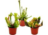 Trio Di Piante Tubolari 3 Diverse Piante Di Sarracenia In Un Set Piante Carnivore Vaso Da 9 Cm