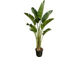 Trendyplants - Strelitzia Augusta - Fiore Dell'uccello Del Paradiso - Pianta D'appartamento - Altezza 240-260 Cm - Dimensioni Vaso Ø45Cm