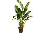 Trendyplants - Strelitzia Augusta A Stelo Multiplo - Fiore Dell'uccello Del Paradiso - Pianta D'appartamento - Altezza 240-260 Cm - Dimensione Vaso Ø50Cm