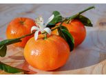 Mandarino 100-140 Cm C/17 - Citrus Reticulata - Pianta Di Mandarino