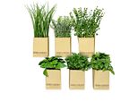 3.08 Assortimento Di Erbe Artificiali In Carta - Set Da 6 - Herb Garden Erbe Decorative