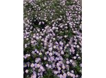 6 X Aster Ageratoides 'Stardust' - Astro Autunnale In Vaso 9X9 Cm