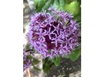 Clerodendrum Bungei - Fiore Di Fiamma 40 - 60 Cm In Contenitore