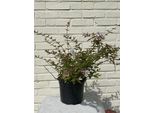 Abelia Grandiflora 'Edward Goucher' 25-30 Cm In Alto