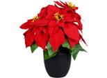 Stella Di Natale 30 Cm In Vaso Nero - Stella Di Natale / Ingannevolmente Reale (Media)