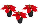 3.08 Stella Di Natale 17 Cm (3 Pezzi) In Vaso Nero - Stella Di Natale / Ingannevolmente Reale - Set Di 3 (Mini)