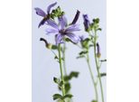 3 Piante Da Giardino Perenni Di Malva Primley Blue Sylvestris Amiche Delle Api