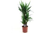 Yucca Elephantipes 130-140 Cm - Giglio Di Palma Gigante - Palma Di Yucca - Giglio Di Palma