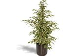 Calathea Makoyana - Pianta Da Appartamento - Altezza 55 Cm - Pianta Dal Fogliame Esotico Con Motivi Decorativi - Per Interni Luminosi