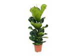 Meergroothandel Ficus Lyrata (Pianta Della Gomma) - 100 Cm, Ø 21 Cm