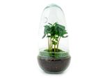 Urbanjngl Bottiglia Da Giardino Uovo Di Ficus Ginseng - 25 Cm