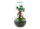 Urbanjngl Uovo Da Giardino In Bottiglia Bonsai - 25 Cm