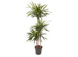 Everyplants Dracaena Riki - 140 Cm, Ø 24 Cm