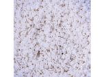 Stelle Bianche Spruzzi Di Zucchero 1 Kg Di Coriandoli