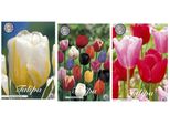 Set Di Bulbi Da Fiore Olandesi Di Con 3 Varietà, 30 Pezzi - Tulipani - Trionfo Misto - Heineken - Feeling Love