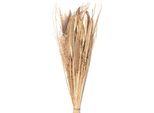 Fiori Secchi Clayre & Eef 80 Cm Fiori Secchi Beige