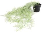 Pianta Artificiale Countryfield Tillandsia Verde Pianta Decorativa 50 Cm