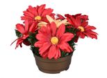 Nohel Garden Flower Gerbera Autumn Composizione In Ciotola 25Cm