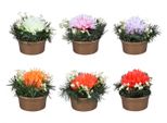 Nohel Garden Crisantemo Composizione Floreale Autunnale In Vaso 17Cm