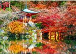 Puzzle Bluebird Tempio Daigo-Ji Automne Kyoto 500 Pezzi