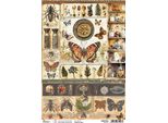 Carta Di Riso Per Decoupage A4 - Ciao Bella - Gabinetto Delle Scienze Farfalle Insetti Elisir