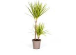 Dracaena Marginata Sunray Dragon Tree - Pianta Da Appartamento Ø19Cm - Alta Circa 80-100Cm - Accento Tropicale Con Foglie Verdi E Gialle