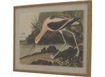 Hill Interiors - Quadro Da Parete "Flora & Fauna Collection"", Avocet HI5164 (45 Cm X 2 Cm X 62 Cm) (Colorato)"