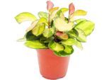 Pianta Da Appartamento Appesa - Hoya Carnosa "Lisa"" - Fiore Di Porcellana Colorato - Fiore Di Cera - Vaso Da 12 Cm"