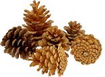 Pigne Di Pino Nero Crema 1Kg 5-8Cm Decorazione Natalizia Pigne Naturali
