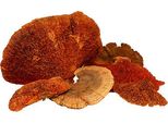 Spugna Arancione 1Kg Decorazione Naturale Essiccata Decorazione Autunnale A Fungo
