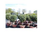 Bonsai Kugel Olivenbaum 140 - 170 Cm Knorrige Urige Olive Winterhart Olea Europaea ÖLbaum
