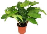 Pianta Ombra Con Insolito Motivo A Foglie - Calathea Musaica "Network"" - Vaso Da 14 Cm - Altezza Circa 40 Cm"