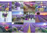 Wooden City Puzzle In Legno Lavanda Francia 2In1, 75 Pezzi Eco