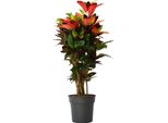 Croton - Codiaeum Variegatum 'Mrs. Iceton' - Altezza 90-100Cm - Vaso 27Cm