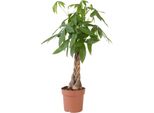 Castagno Della Guyana - Pachira Aquatica - Altezza 100-120Cm - ⌀24Cm