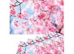 Set Di 6 Tovagliette Lavabili Con Fiori Di Ciliegio Primaverili