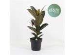 Albero Della Gomma Ficus Elastica 'Melany' - Pianta D'appartamento Da 50 Cm, Facile Da Curare, Verde, Pianta Decorativa Per La Casa, Pianta In Vaso