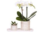 Azienda Kolibri | Le Chic Set Di Piante Piccole | Orchidea Phalaenopsis Amabilis Bianca E Piante Grasse Incl. Vasi In Ceramica Su Vassoio Organico Color Crema