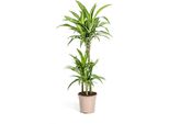 Drago - Dracaena Deremensis White Stripe - Pianta Da Appartamento - Ø21Cm - ↕90-110Cm - Pianta Verde Di Facile Manutenzione Con Foglie Decorative - Ideale Per Soggiorno, Ufficio E Corridoio