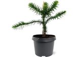Abete Bianco Cileno - Abete Delle Ande - Araucaria Araucana - Piantina In Vaso Da 19 Cm