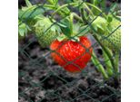 Yakimz Rete Protezione Uccelli Rete Stagno 6X10M Rete Albero Da Frutto Rete Giardino Rete Piscina Rete Repellente Uccelli, Rete Foglia Robusta 20X20Mm